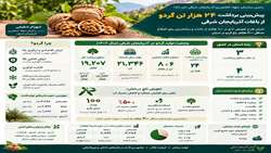 آذربایجان شرقی؛ قطب تولید گردو با چشم‌انداز توسعه صادرات
